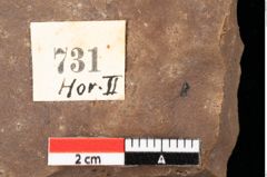 Foto (Detailansicht) von Alnus gracilis Unger (NHMW-GEO-2024-0188-0731)